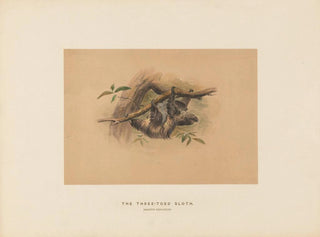 Joseph Wolf - The Threetoed Sloth.webp