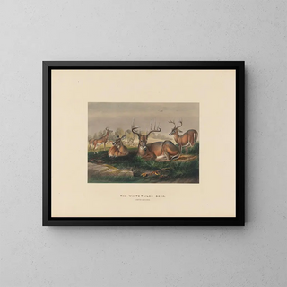 Joseph Wolf - The Whitetailed Deer.webp