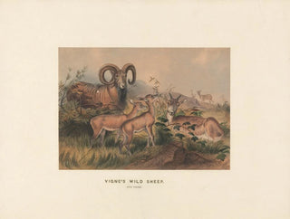 Vignes de moutons sauvages - Joseph Wolf — näkymä teoksesta