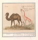 Kameel Camelus ferus bactrianus en girafe Giraffa - Anselmus Botius de Boodt — näkymä teoksesta