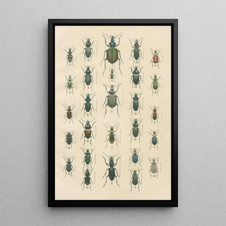 Karl Neunzig - The beetles of Europe Pl03.webp