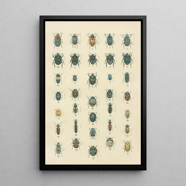 Karl Neunzig - The beetles of Europe Pl06.webp
