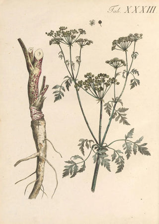 Karl Wilhelm Juch - Abbildung und populare Beschreibung von acht und vierzig Giftpflanzen Pl33.webp