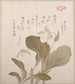 Fleurs Hotei - Kubo Shunman — näkymä teoksesta