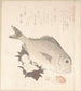 Poisson Tai ja Top Shells - Kubo Shunman — näkymä teoksesta