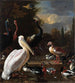 La plume flottante - Melchior d'Hondecoeter — näkymä teoksesta