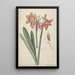 Amaryllis Haworthia Margaritiferas - Laurens Jacobsz van der Vinne — kehystetty taideteos seinällä