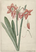 Amaryllis Haworthia Margaritiferas - Laurens Jacobsz van der Vinne — näkymä teoksesta