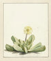 Mésembryanthème à fleurs - Laurens Vincentsz van der Vinne — näkymä teoksesta