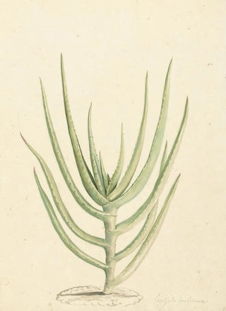 Laurens Vincentsz van der Vinne - Crassula perfoliata.webp