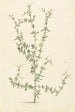 Mesembryanthemum spinosum - Laurens Vincentsz van der Vinne — näkymä teoksesta