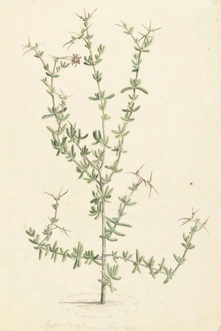 Laurens Vincentsz van der Vinne - Mesembryanthemum spinosum.webp