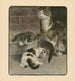 Le livre du chat pl 2 - Elizabeth Fearne Bonsall — näkymä teoksesta