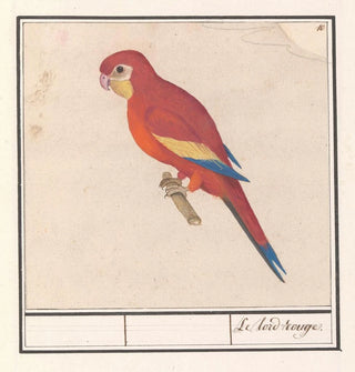 Le lord rouge avec un perroquet - Anselmus Botius de Boodt