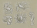 Conceptions pour un filigrane de billet de banque: Pégase, colombe, tête de femme, blason et main avec rose - Leo Gestel — näkymä teoksesta