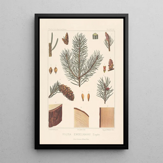 Leon Gabriel Charles Parde - Iconographie des coniferes Pl13.webp