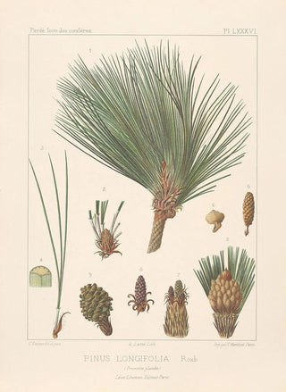 Leon Gabriel Charles Parde - Iconographie des coniferes Pl14.webp