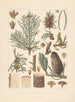 Iconographie des conifères Pl17 - Léon Gabriel Charles Parde — näkymä teoksesta