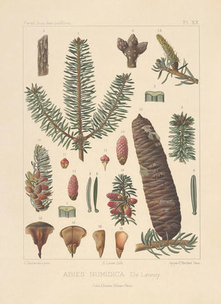 Leon Gabriel Charles Parde - Iconographie des coniferes Pl28.webp