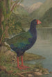 nimeämätön takahe - Lily Attey Daff — näkymä teoksesta