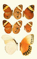 Novitates zoologicae pl 2 - Lionel Walter Rothschild — näkymä teoksesta
