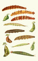 Novitates zoologicae pl 4 - Lionel Walter Rothschild — näkymä teoksesta