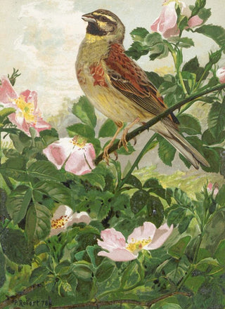 LoPaul Robert - Bruant Zizi.webp