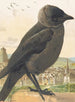 Choucas corbeau - Léon-Paul Robert — näkymä teoksesta