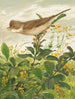 Fauvette grisette - Léon-Paul Robert — näkymä teoksesta