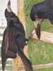 Freux corbeau - Léon-Paul Robert — näkymä teoksesta