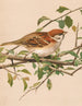 Moineau friquet - Léon-Paul Robert — näkymä teoksesta