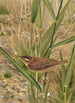 Phragmite - Léon Paul Robert — näkymä teoksesta