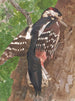 Photo deux - Léon-Paul Robert — näkymä teoksesta