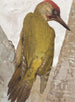 Pic vert - Léon-Paul Robert — näkymä teoksesta
