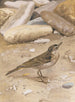 Pipit spioncelle - Léon Paul Robert — näkymä teoksesta