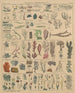Illustrations pour l'Histoire naturelle générale d'Oken pour toutes les classes Pl009 - Lorenz Oken — näkymä teoksesta
