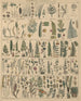 Illustrations pour l'Histoire naturelle générale d'Oken pour toutes les classes Pl010 - Lorenz Oken — näkymä teoksesta