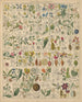 Illustrations pour l'Histoire naturelle générale d'Oken pour toutes les classes Pl017 - Lorenz Oken — näkymä teoksesta