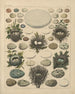Illustrations pour l'Histoire naturelle générale d'Oken pour toutes les classes Pl027 - Lorenz Oken — näkymä teoksesta