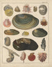 Illustrations pour l'Histoire naturelle générale d'Oken pour toutes les classes Pl034 - Lorenz Oken — näkymä teoksesta
