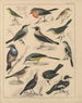 Illustrations pour l'Histoire naturelle générale d'Oken pour toutes les classes Pl041 - Lorenz Oken — näkymä teoksesta