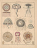 Illustrations pour l'Histoire naturelle générale d'Oken pour toutes les classes Pl064 - Lorenz Oken — näkymä teoksesta