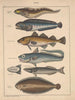 Illustrations pour l'Histoire naturelle générale d'Oken pour toutes les classes Pl094 - Lorenz Oken — näkymä teoksesta