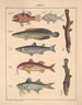 Illustrations pour l'Histoire naturelle générale d'Oken pour toutes les classes Pl099 - Lorenz Oken — näkymä teoksesta