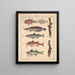 Illustrations pour l'Histoire naturelle générale d'Oken pour toutes les classes Pl099 - Lorenz Oken — kehystetty taideteos seinällä