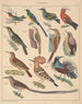 Illustrations pour l'Histoire naturelle générale d'Oken pour toutes les classes Pl122 - Lorenz Oken — näkymä teoksesta