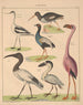 Illustrations pour l'Histoire naturelle générale d'Oken pour toutes les classes Pl129 - Lorenz Oken — näkymä teoksesta