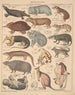 Illustrations pour l'Histoire naturelle générale d'Oken pour toutes les classes Pl134 - Lorenz Oken — näkymä teoksesta