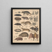 Illustrations pour l'Histoire naturelle générale d'Oken pour toutes les classes Pl135 - Lorenz Oken — kehystetty taideteos seinällä