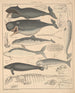 Illustrations pour l'Histoire naturelle générale d'Oken pour toutes les classes Pl136 - Lorenz Oken — näkymä teoksesta